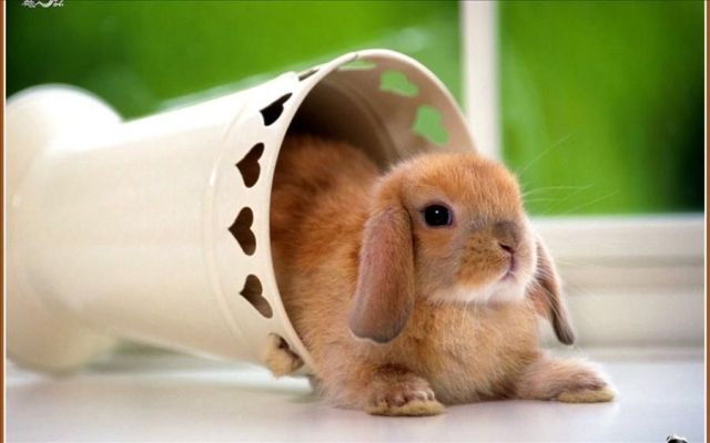 These funny animals (51 pics)