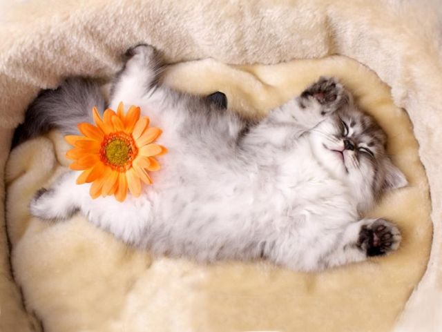 These funny animals (51 pics)