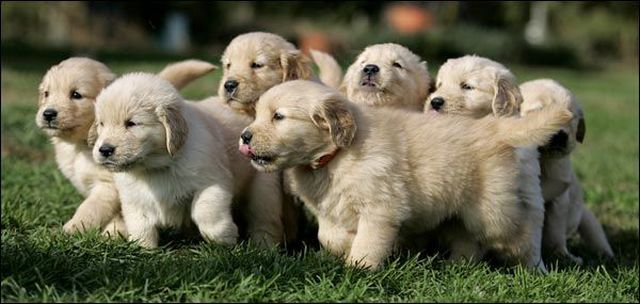 These funny animals (51 pics)