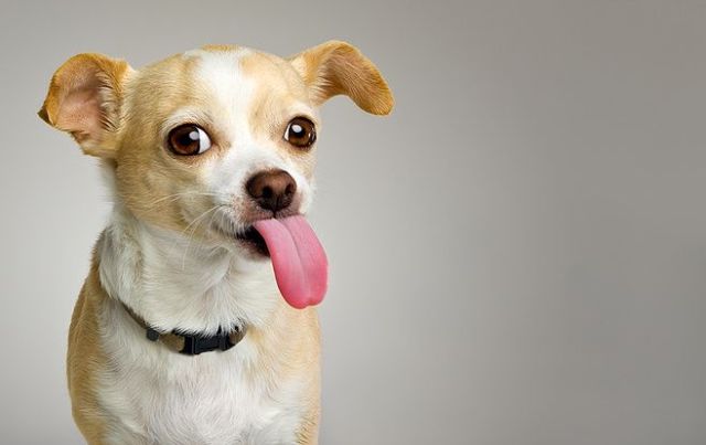 These funny animals (51 pics)
