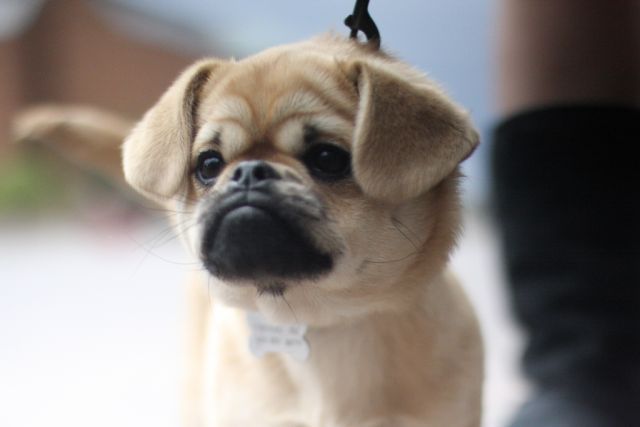 These funny animals (51 pics)