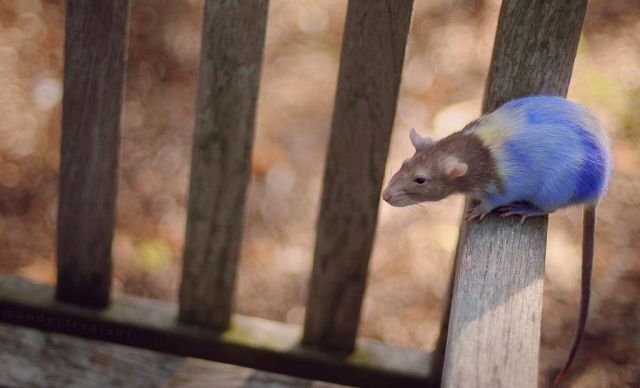 These funny animals (51 pics)