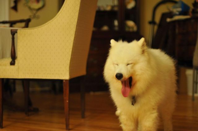 These funny animals (51 pics)