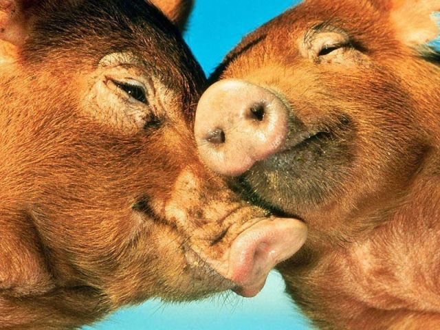 These funny animals (51 pics)