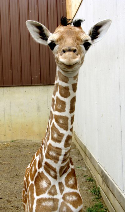 These funny animals (51 pics)