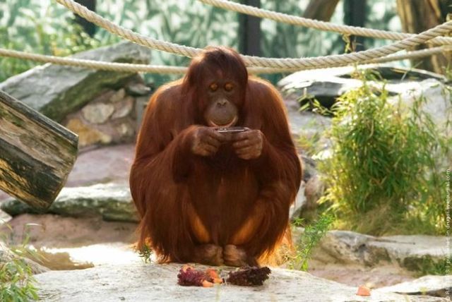 These funny animals (51 pics)