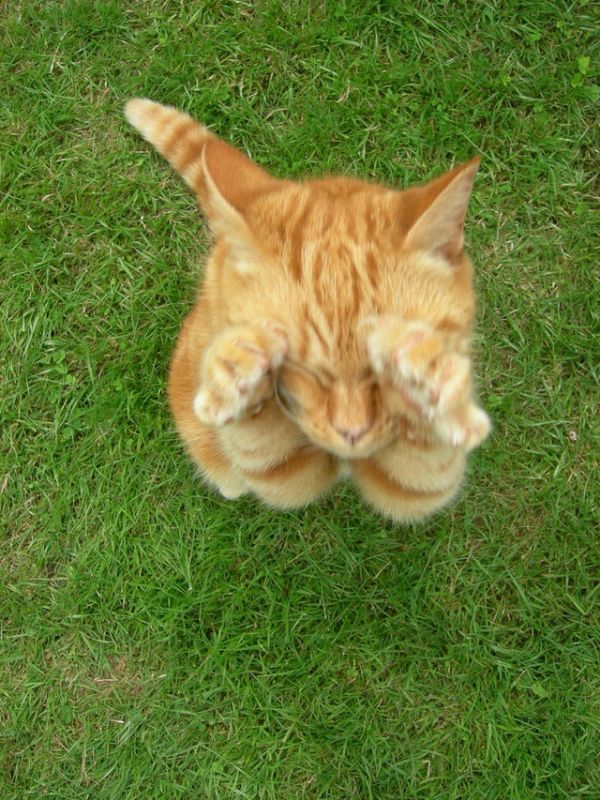 These funny animals (51 pics)