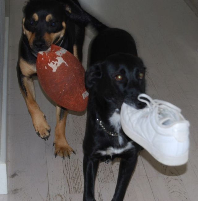 These funny animals (51 pics)