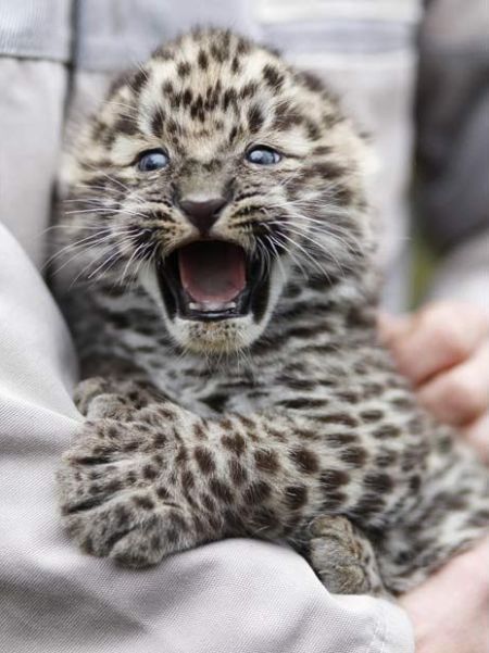 These funny animals (51 pics)