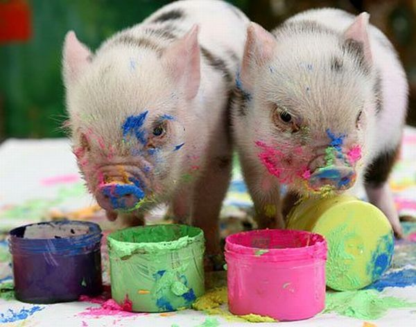 These funny animals (51 pics)