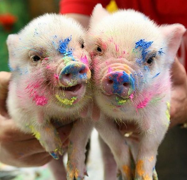 These funny animals (51 pics)