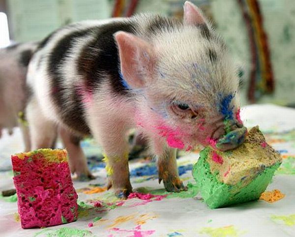 These funny animals (51 pics)