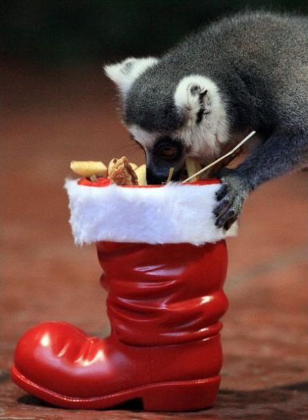 These funny animals (51 pics)