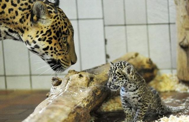 These funny animals (51 pics)