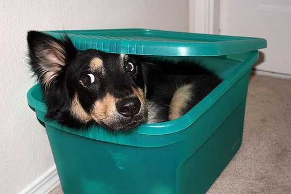 These funny animals (51 pics)