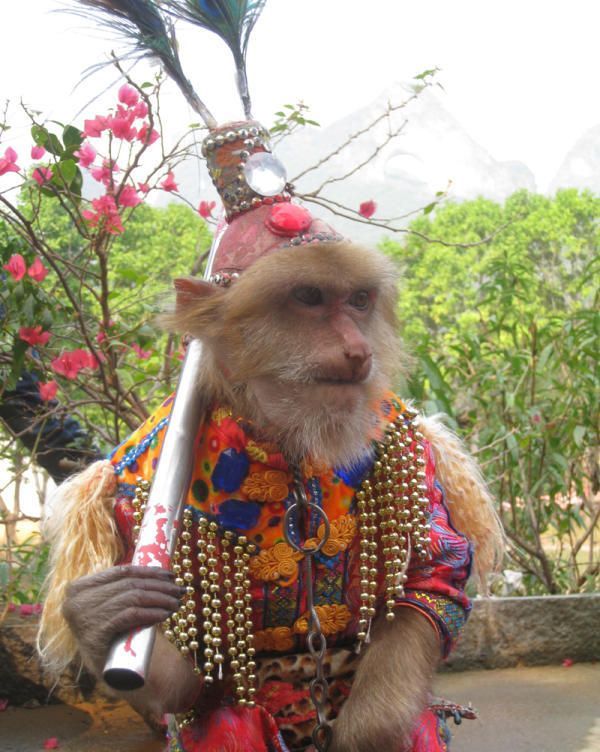 These funny animals (51 pics)