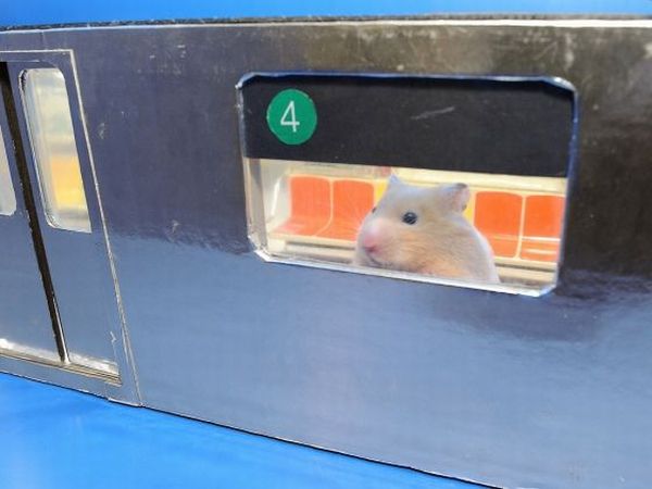 These funny animals (51 pics)