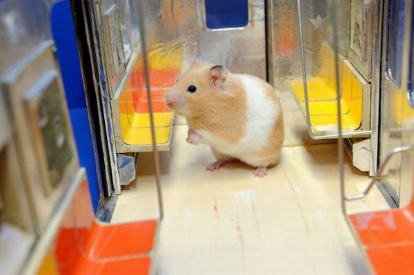 These funny animals (51 pics)