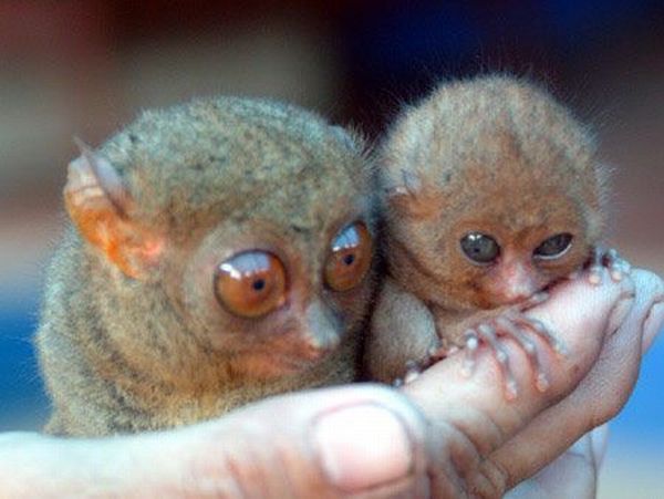 These funny animals (51 pics)