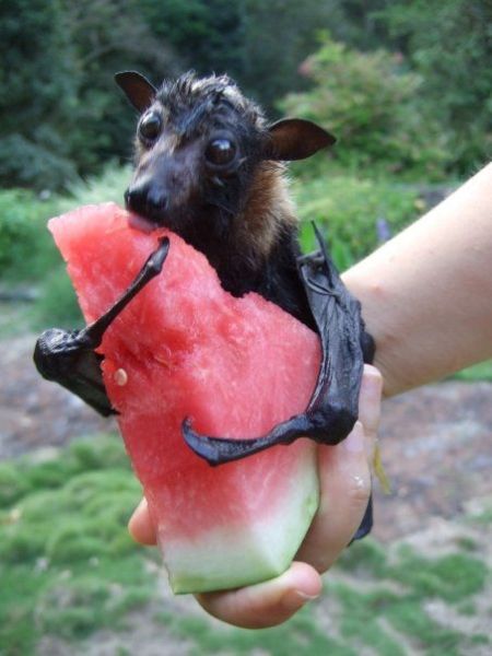 These funny animals (51 pics)