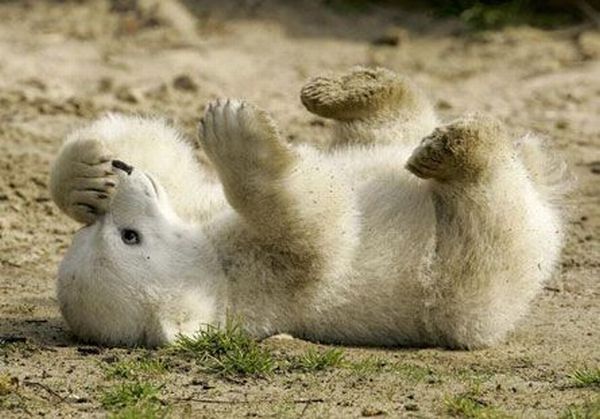 These funny animals (51 pics)