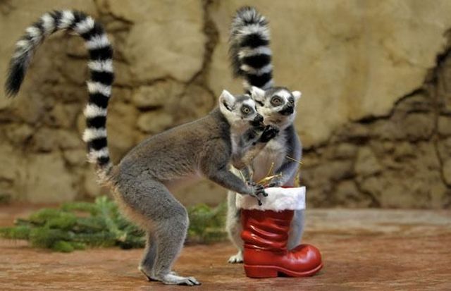 These funny animals (51 pics)