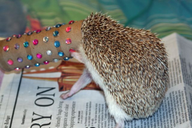 These funny animals (51 pics)