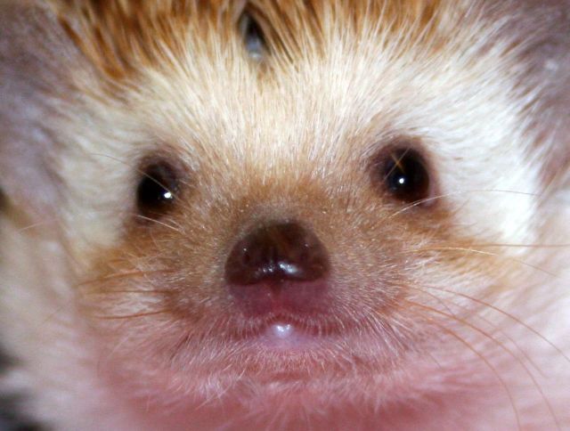 These funny animals (51 pics)
