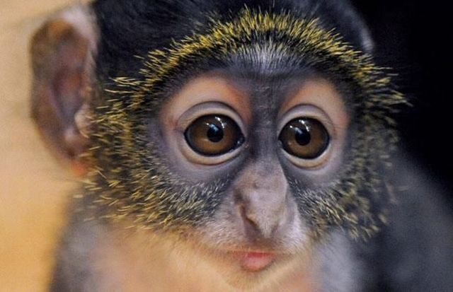 These funny animals (51 pics)