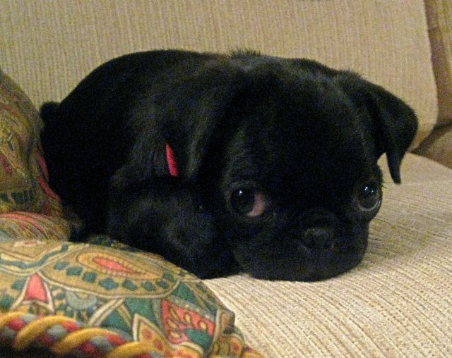 These funny animals (51 pics)