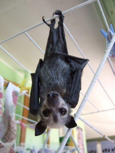 These funny animals (51 pics)