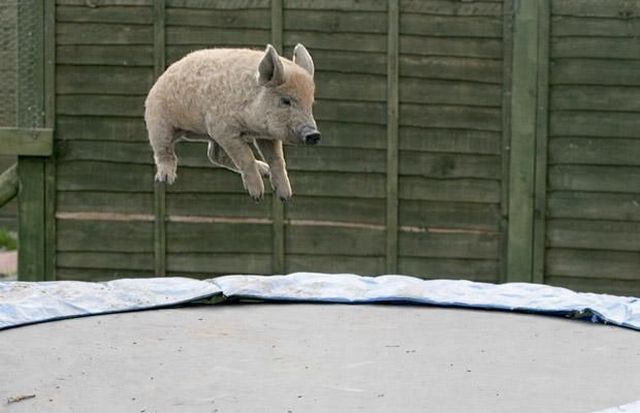 These funny animals (51 pics)