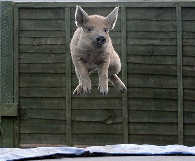 These funny animals (51 pics)
