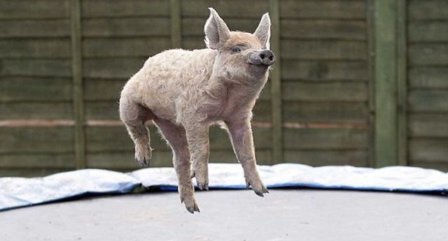 These funny animals (51 pics)