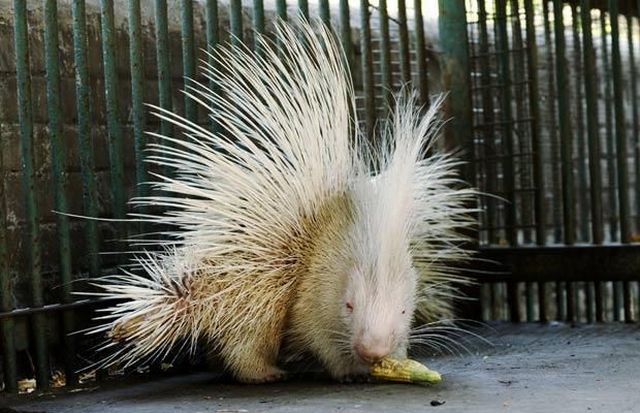 These funny animals (51 pics)