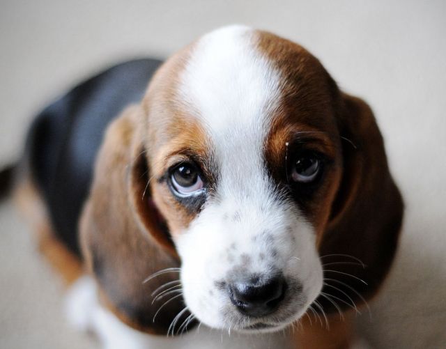 These funny animals (51 pics)