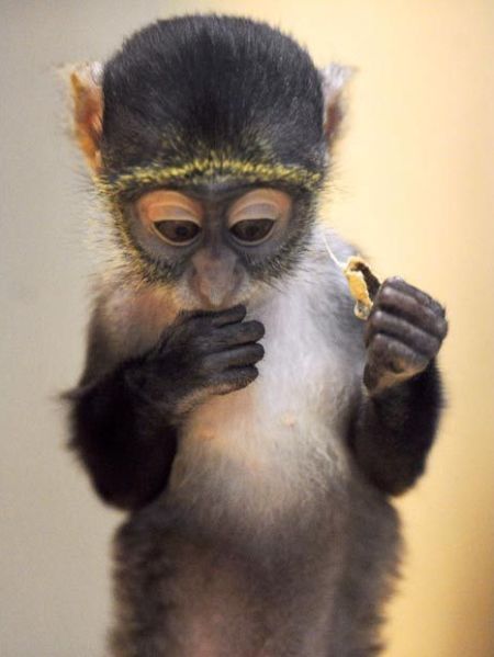 These funny animals (51 pics)