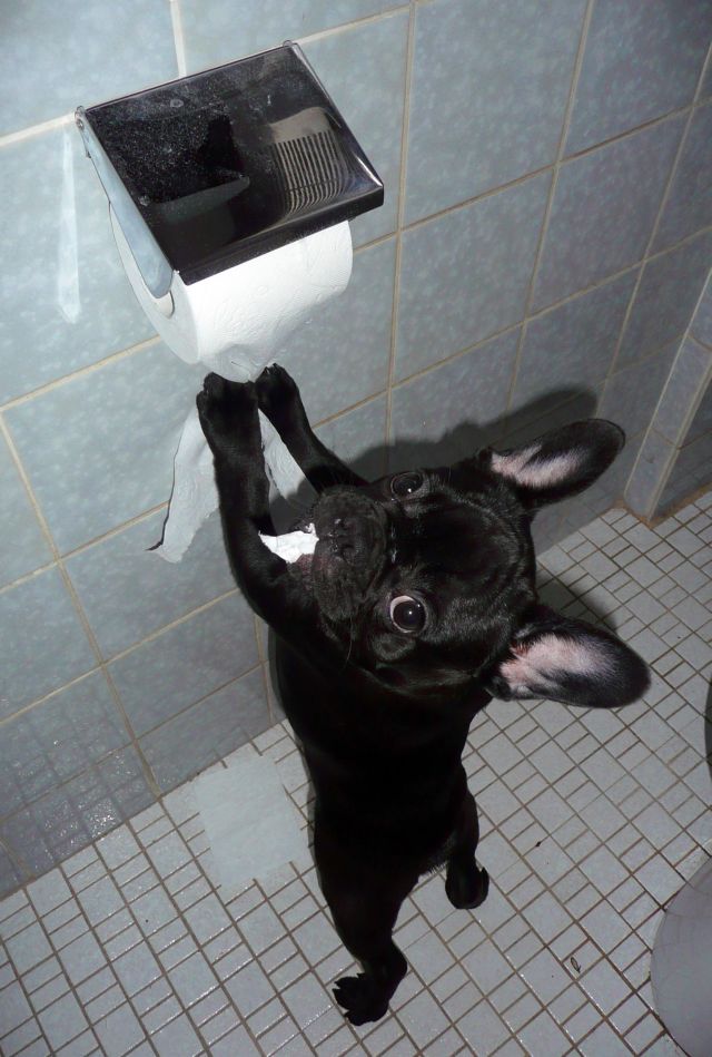 These funny animals (51 pics)