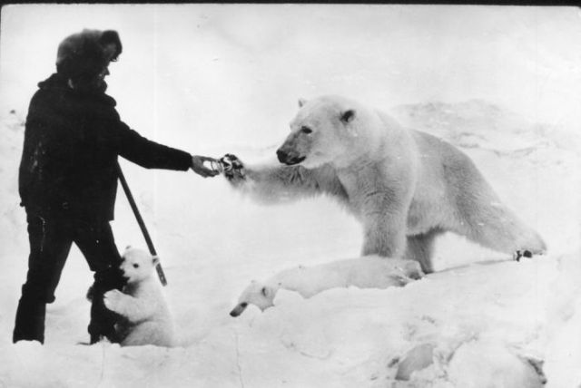 Giving Food to Polar Bears (12 pics)