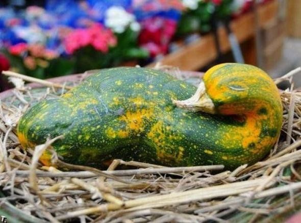 Fun with Fruits, Vegetables, Eggs and Other... (138 pics)