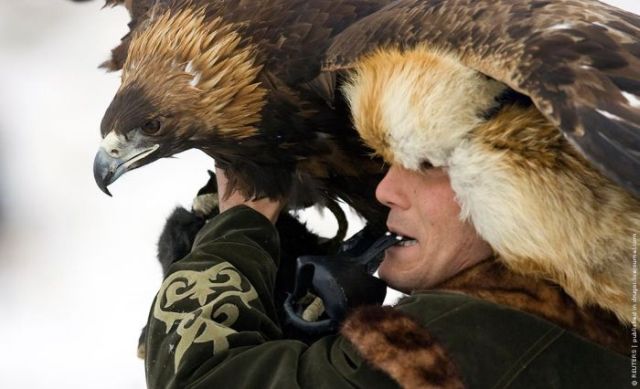Eagle and Falcon Hunting in Kazakhstan (9 pics)