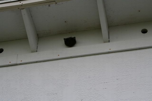 Cat’s Head Stuck in a Hole (9 pics)