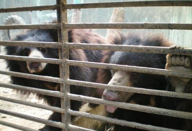 Home Zoo of One Arab (10 pics)
