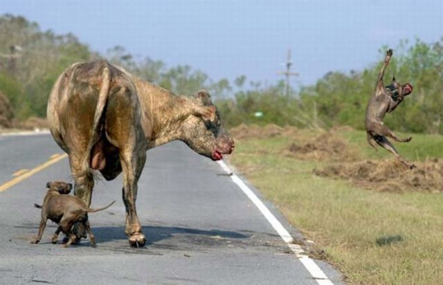 Pit Bulls Attacked a Bull (4 pics)