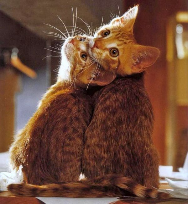 These funny animals (38 pics)