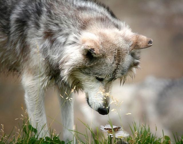 These funny animals (38 pics)