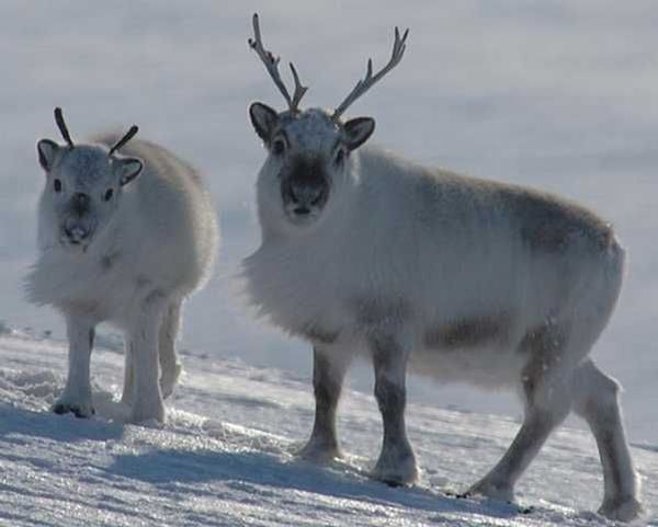These funny animals (38 pics)