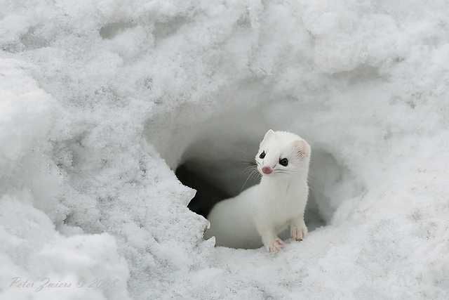 These funny animals (38 pics)
