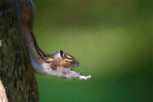 These funny animals (38 pics)