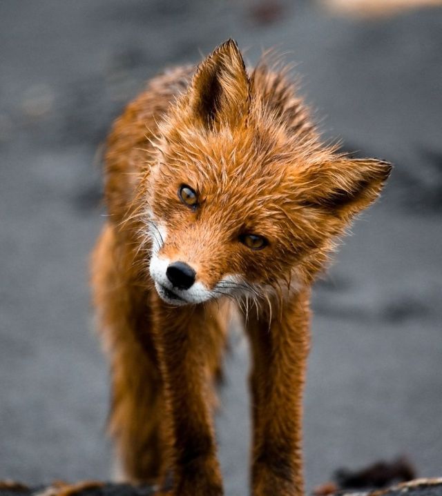 These funny animals (38 pics)